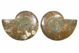 Cut & Polished, Agatized Ammonite Fossil - Madagascar #344160-1